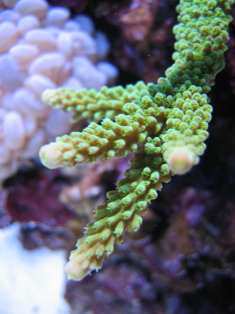 Acropora yongei